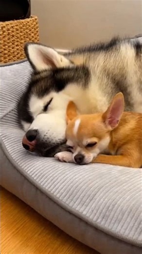 Dude, stop snoring.