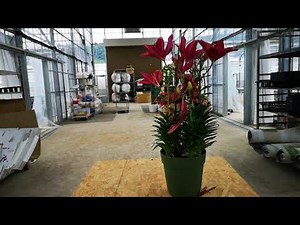 花後のユリの管理の仕方