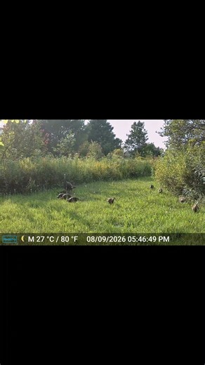 A Family of Wild Turkeys Coming at You #trailcamera #wildlife #birds
