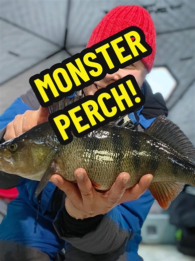 Exciting Start to the Ice Fishing Season: Monster Perch Caught!