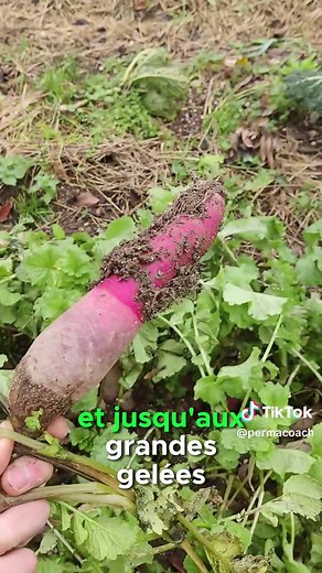 Cultiver des Légumes d'Hiver : Techniques et Variétés