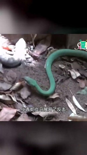 庇護戰小青蛇結局反轉，萬萬沒想到 #庇护战，小青蛇，结局反转，意想不到，惊掉下巴
