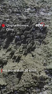 The argali, also known as the mountain sheep is under the second-class state protection in China. This species has spiral-shaped horns twisting downward, which are significantly large and weigh up to 40 kilograms with the head, almost a third of its body weight. #AnimalAdventure #ChorusofLife For more: https://english.cctv.com/ | CCTV