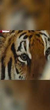 Công cuộc săn mồi của loài mèo khổng lồ