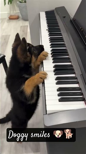 #puppy #cutedogs #cuddlepup