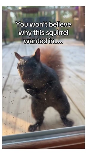 Wild squirrel btw 😂 #wholesome #animals