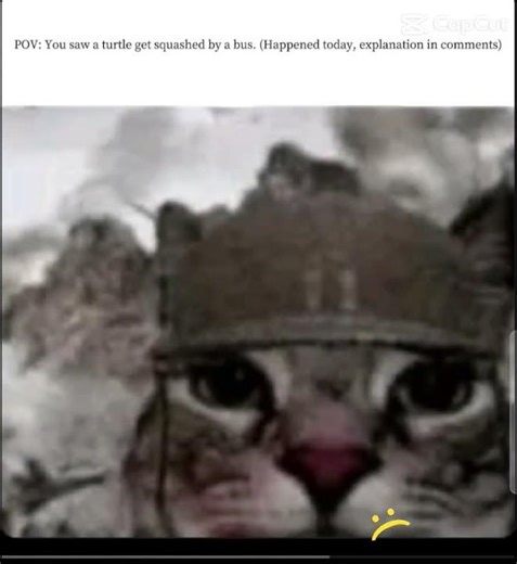 Turtle got smushed by bus #turtles