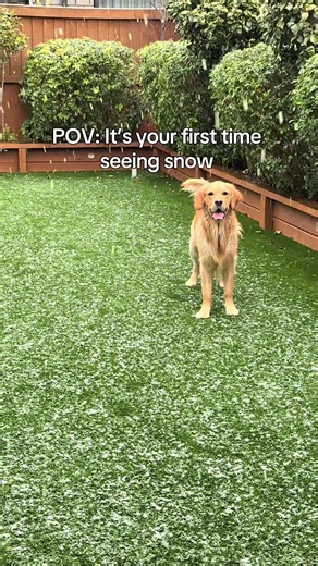 Golden Retriever Won't Come Inside Even For Cheese To Play In Snow