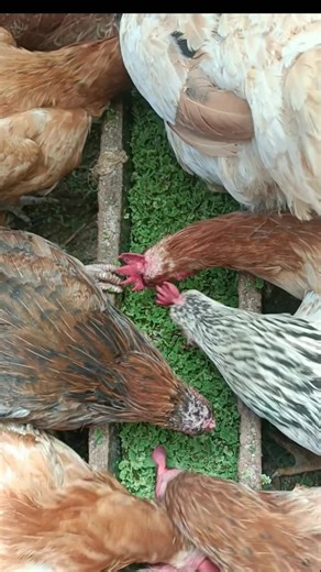 Chicken Feeding on Azolla: A Sustainable Farming Practice