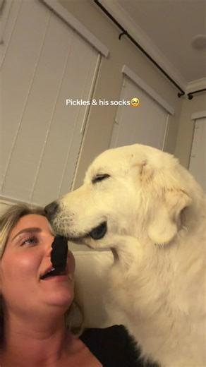 Golden Retriever Loves His Socks