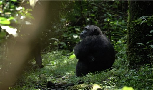 First-ever chimpanzee census conducted in 2025 - NTV Uganda