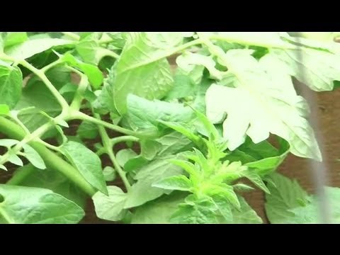 How to Grow Tomatoes Horizontally : Organic Gardening for Real