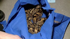 Family reunited with python pulled from Toronto sewer discovers it's an impostor - The Weather Network