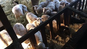 From city streets to rural lanes: The story of starting Leaping Lamb Farm from scratch