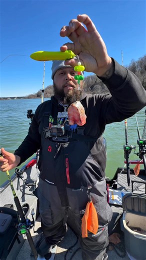 Slinging fresh gizzard shad | Haz Life Fishing