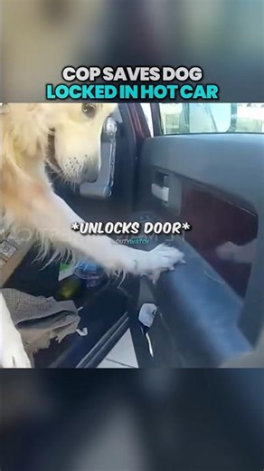 Cop Saves Dog Locked In Hot Car 🥺