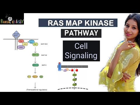 RAS MAP KINASE PATHWAY||RTK Pathway- Cell Signaling and Cell Communication