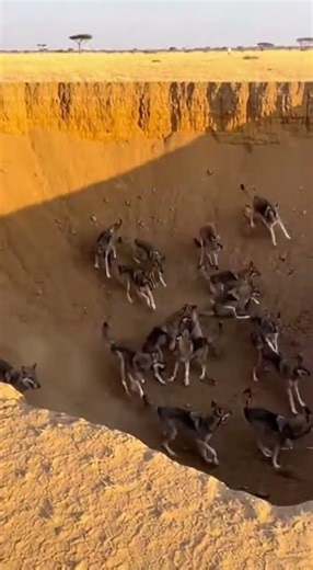 Contest Of Speed: Kangaroo's Sudden Stop Causes Wolves Collective Crash