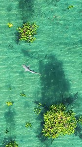 in the mangroves. Weaving between mangroves this Blacktip reef shark is on the search, mangroves make great nurseries for lots of species so there’s plenty to be found here, unfortunately this shark didn’t have much luck. Still a real beauty to film on a crystal clear day. | Ocean Earth Studios