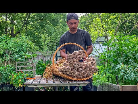 Garlic Growth Timeline from Planting to Curing Process for Long Term Storage