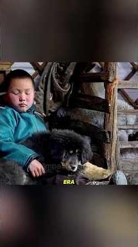 La Increíble Historia de Giri: El Cachorro que se Convirtió en el Guardián de Todo un Rebaño