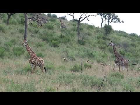 African Wild dogs chasing, hunting Giraffe