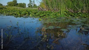 A late day motion time-lapse of a pond surface in summer
