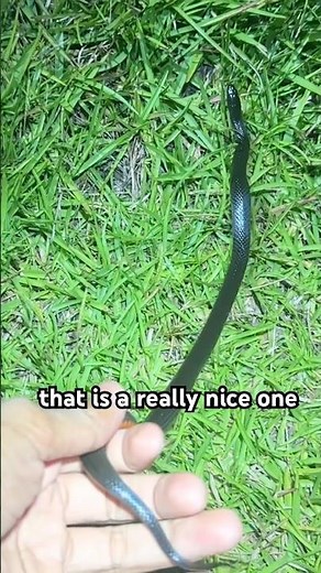 The Elusive Black Swamp Snake from Coastal North Carolina!