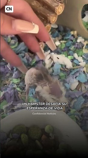 This hamster is already 5 years old