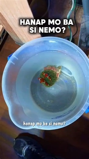 HANAP MO BA SI NEMO? 😍 | Aqua Life Gift Sets Ph