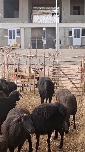 qoy boqishni organamix