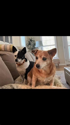 Joey Sullivan on Reels