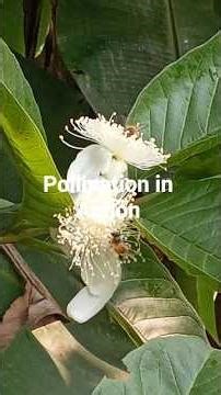 Two Bees Visiting Flowers | Natural Pollination Moment