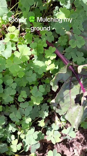 Clover Mulching for Healthy Garden Beds