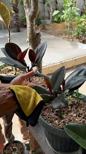 382K views · 3K reactions | rubber plant #rubbertree #rubberplant #cleaningtips #plantcare #plants | Jayson Gaylan | Facebook