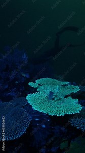 Night freediving, set of clips. Freediver swims underwater over the coral reef at night and watch them shining green under UV light