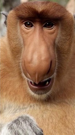 ลิงจมูกงวง #animals #shortvideo #animallife #shortvideo #shorts#short#shortfeed #wildbit