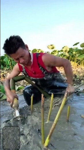 Digging Deeper: The Art and Effort Behind Harvesting Lotus Roots