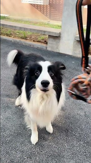 Meet the Smartest Dog: Border Collie in Action