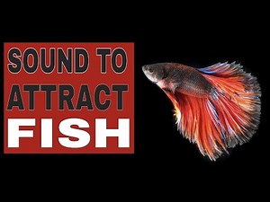 Sound To Attract Fish (GUARANTEED)
