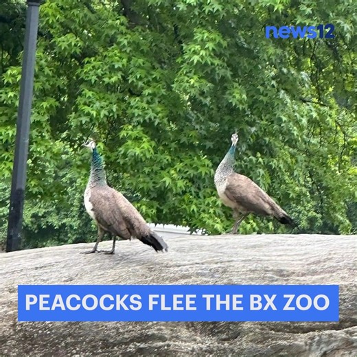 ZOO ESCAPE: It’s not every day you see a peacock in NYC – but some Bronx residents saw two of them out and about after they escaped the Bronx Zoo. 🦚 https://bit.ly/3XiSZyP | News 12 The Bronx
