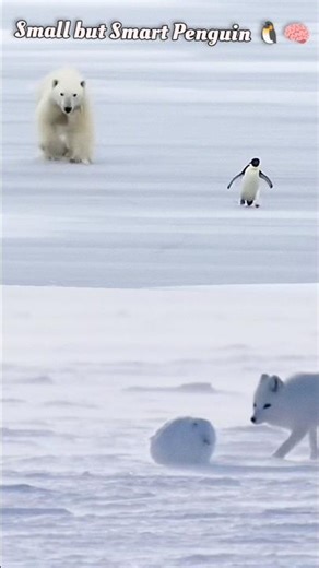 Smart Penguin Outsmarts Giant Bear 🐧❄️🐻 | Unexpected Survival Moment #trending