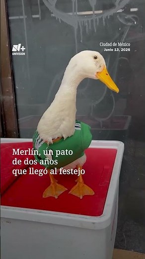 Merlin, the sensational duck of the Mexican National Team celebrations