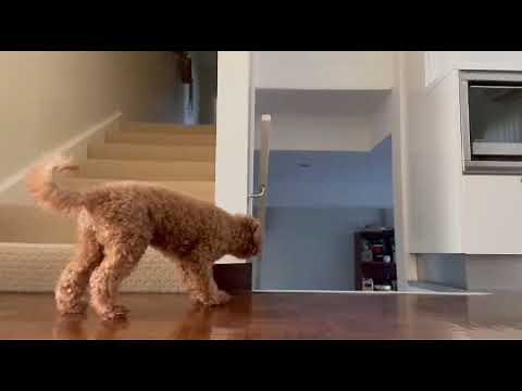 Sneaky Dog Tries to Scare Owner - 1197340