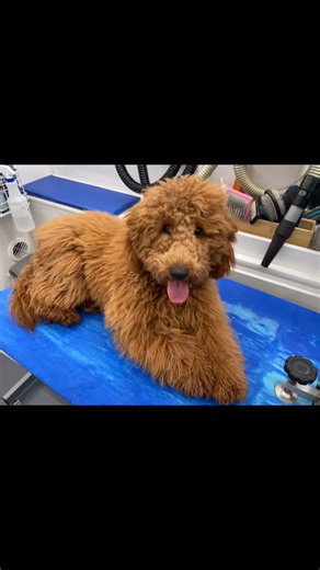 Are you ready for the transformation🔥 before and after sometimes it gets a little difficult with that puppy coat it starts tangling before you know it with a blink of an eye, but we ended up with a stylish Asian fusion bell bottom look also we had to fix Mom‘s Scissor work on the head😜🤗👌🚐🚿#cutedogs #firstgrooming #poodlemydoodle | Super Scissors