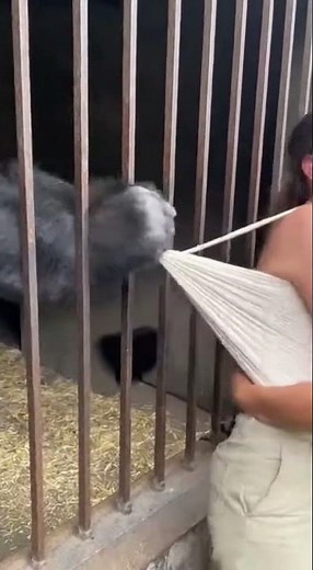 GORILLA ATTACKS WOMAN! CRAZY ZOO ENCOUNTER! 😱 #gorilla #zoo #attack