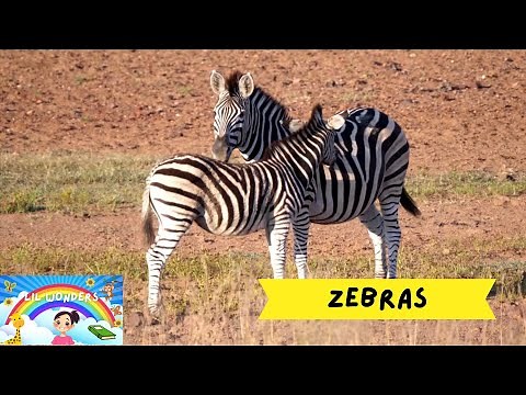 Zebra Facts for Kids in South Africa | Fun & Educational Wildlife Video