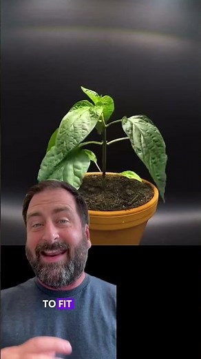 What are cotyledons? #xxsci #biology #science #plants #learn