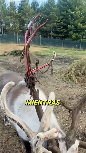 🦌 ¡Los Renos Tienen los Cuernos Cubiertos de Piel! 😱 Así Crecen