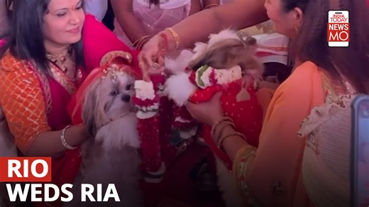 A one-year-old male dog named Rio married a nine-month-old female dog, Ria, in Sanpada, Navi Mumbai. Their wedding ceremony followed traditional Indian wedding rituals. Watch to know all about this unique dog wedding. #NewsMo #animals #dogs #wedding | India Today